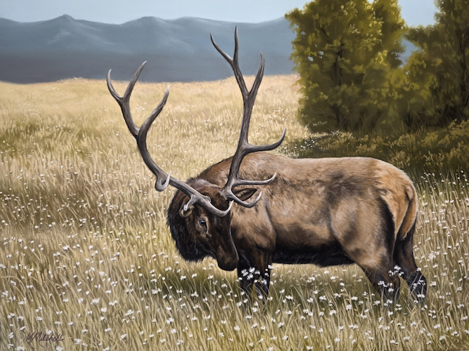 Pinon Meadow, Elk, 12x16 $1100 at Hunter Wolff Gallery